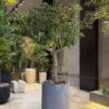 Custom Olive Tree 170x130 cm (🚫without pot)