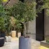 شجرة زيتون مخصّصة — 170 × 130 سم (بدون أصيص)