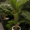 Palmier Areca à tronc unique 140 cm
