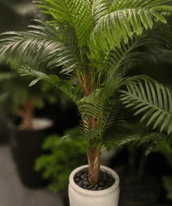 Palmier Areca à tronc unique 140 cm