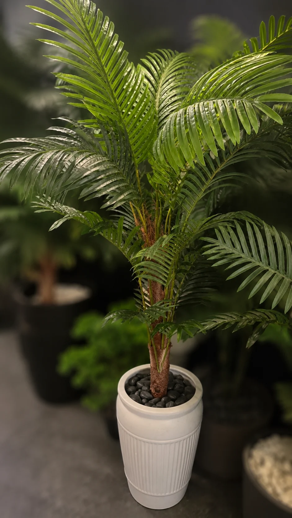 Palmier Areca à tronc unique 140 cm