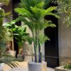Areca Palm 250 cm 8 trunks (🚫without pot)