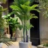 Palmier Areca à 8 troncs 250 cm