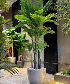 Areca Palm 250 cm 8 trunks (🚫without pot)
