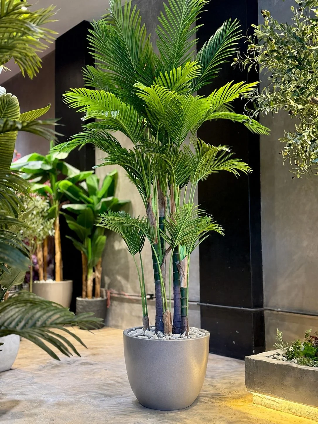 Palmier Areca à 8 troncs 250 cm