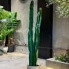 Cactus set of three 170 cm (🚫without pot)