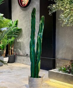 Cactus set of three 170 cm (🚫without pot)