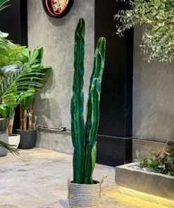 Ensemble de 3 Cactus 170 cm