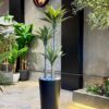 Agave Tree 125 cm 3 trunks