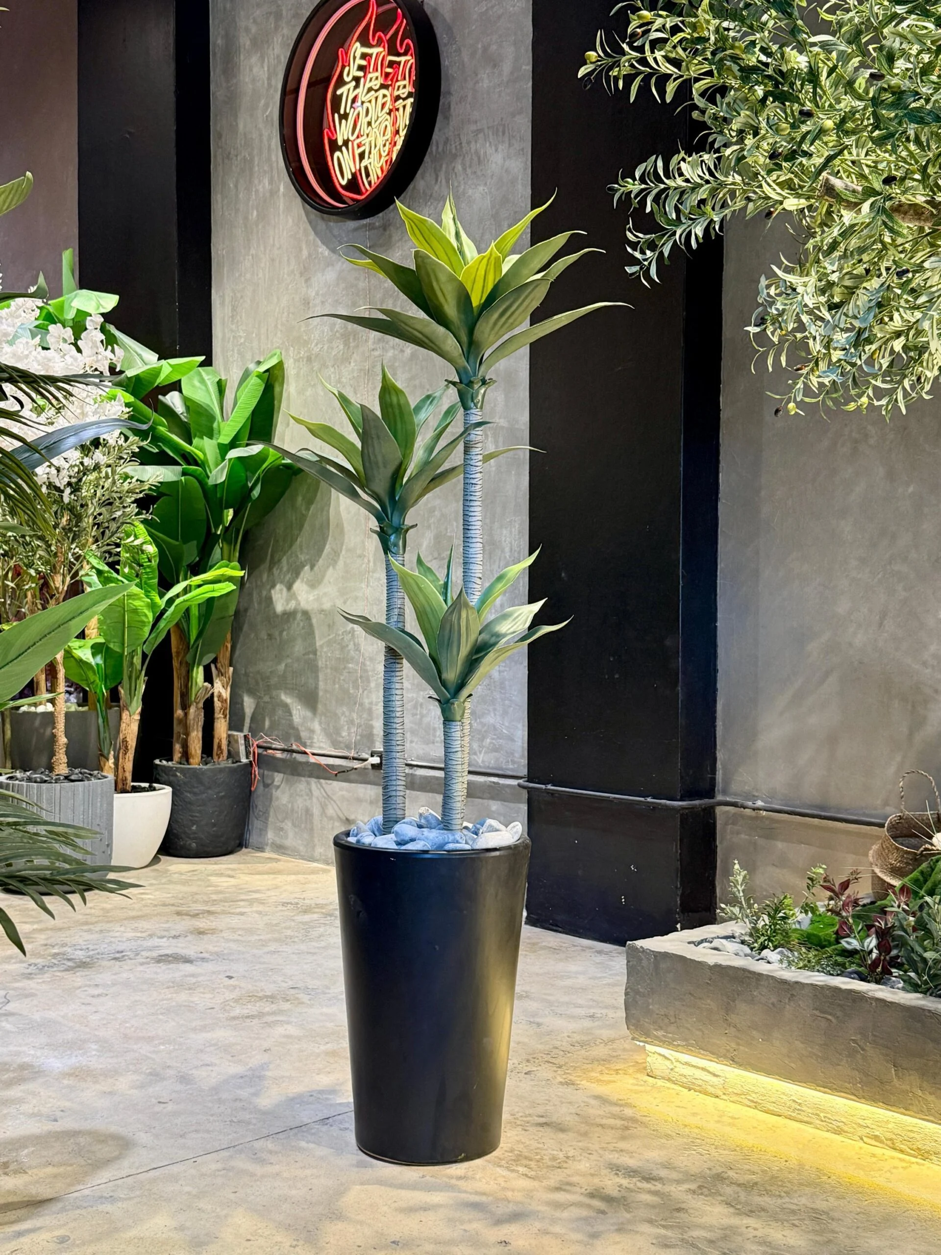 Agave à 3 troncs 125 cm