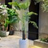 Areca Palm 170 cm 3 trunks (🚫without pot)