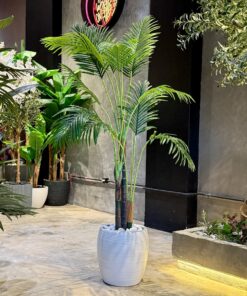 Areca Palm 170 cm 3 trunks (🚫without pot)