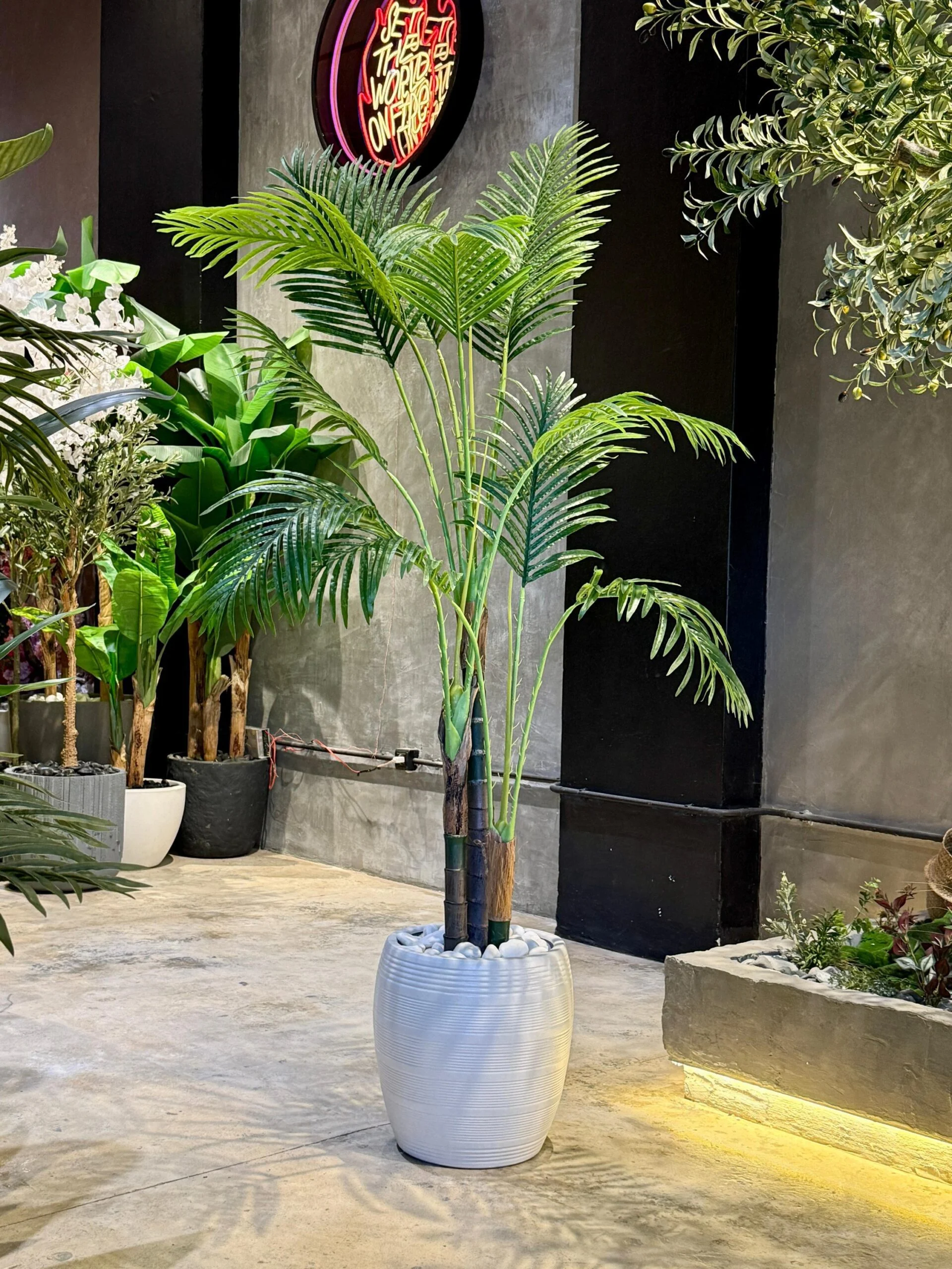Palmier Areca à 3 troncs 170 cm