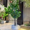 Ficus Danielle 170 cm