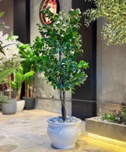Ficus Danielle 170 cm