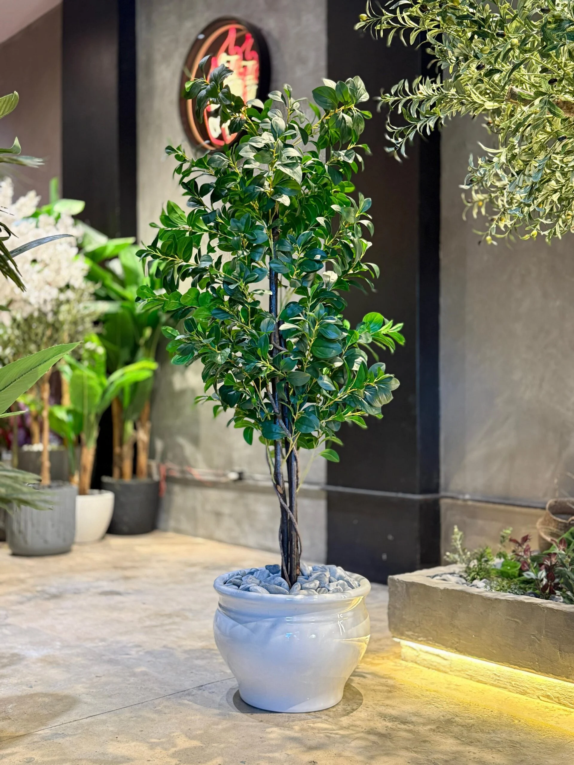 Ficus Danielle 170 cm