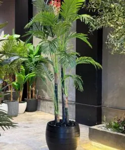 Palmier Areca à 4 troncs 220 cm