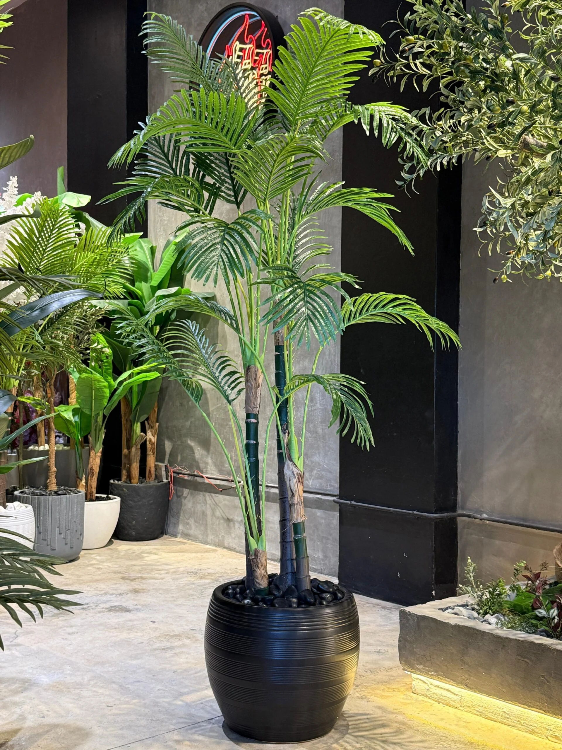 Palmier Areca à 4 troncs 220 cm