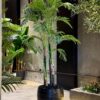 Areca Palm 220 cm 4 trunks (🚫without pot)
