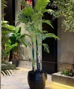 Palmier Areca à 4 troncs 220 cm