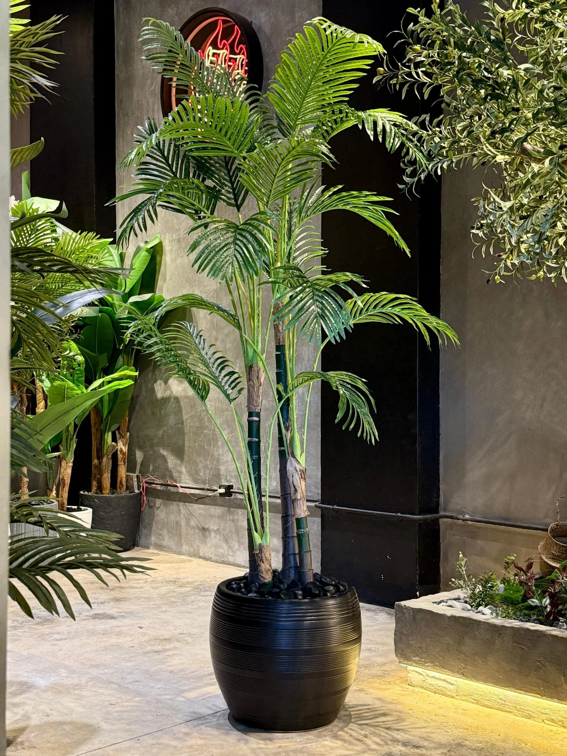 Palmier Areca à 4 troncs 220 cm