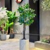 Ficus Danielle 120 cm
