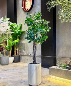 Ficus Danielle 120 cm