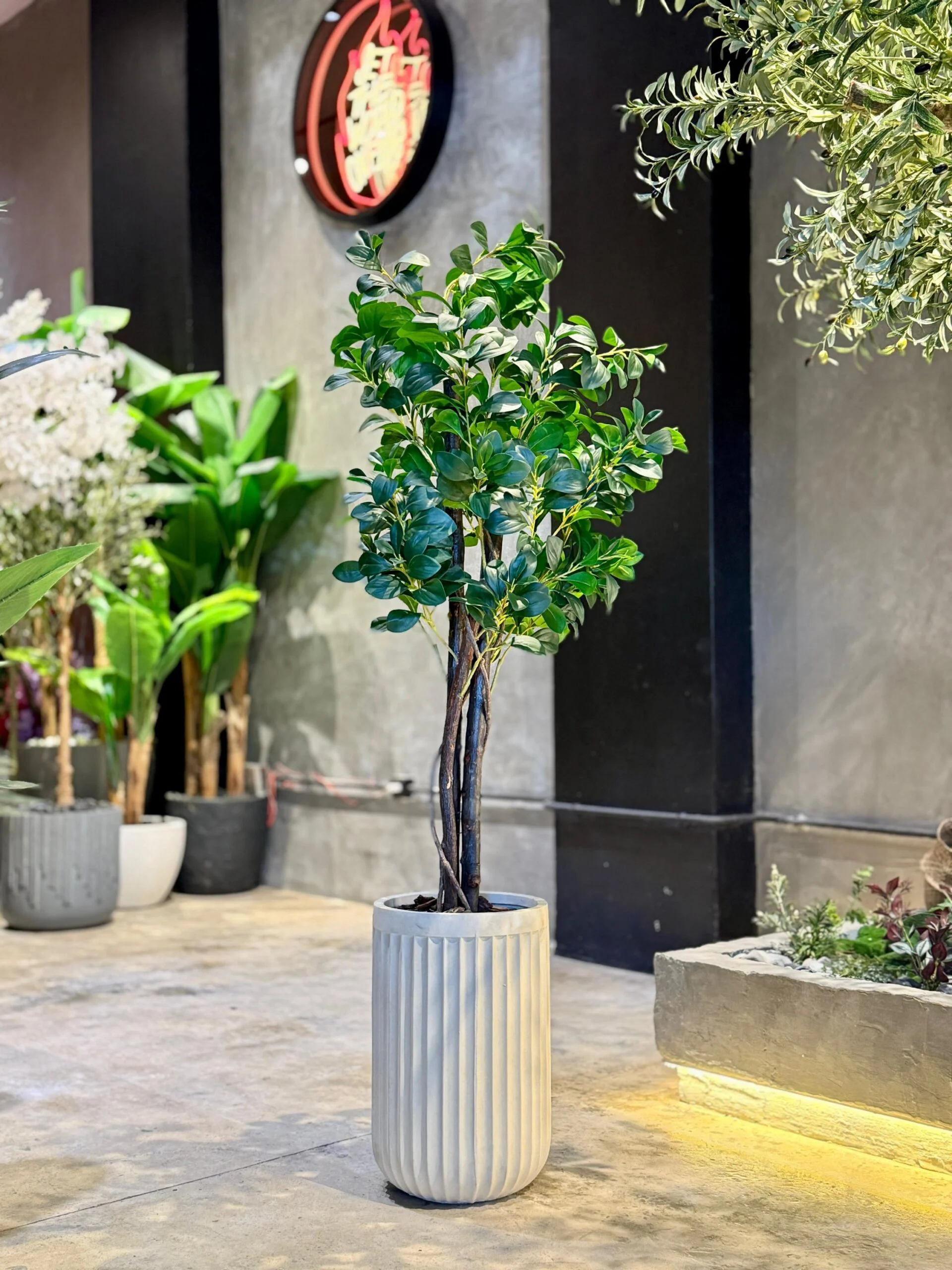 Ficus Danielle 120 cm