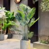 Areca 140 cm (🚫without pot)