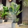 Areca 140 cm