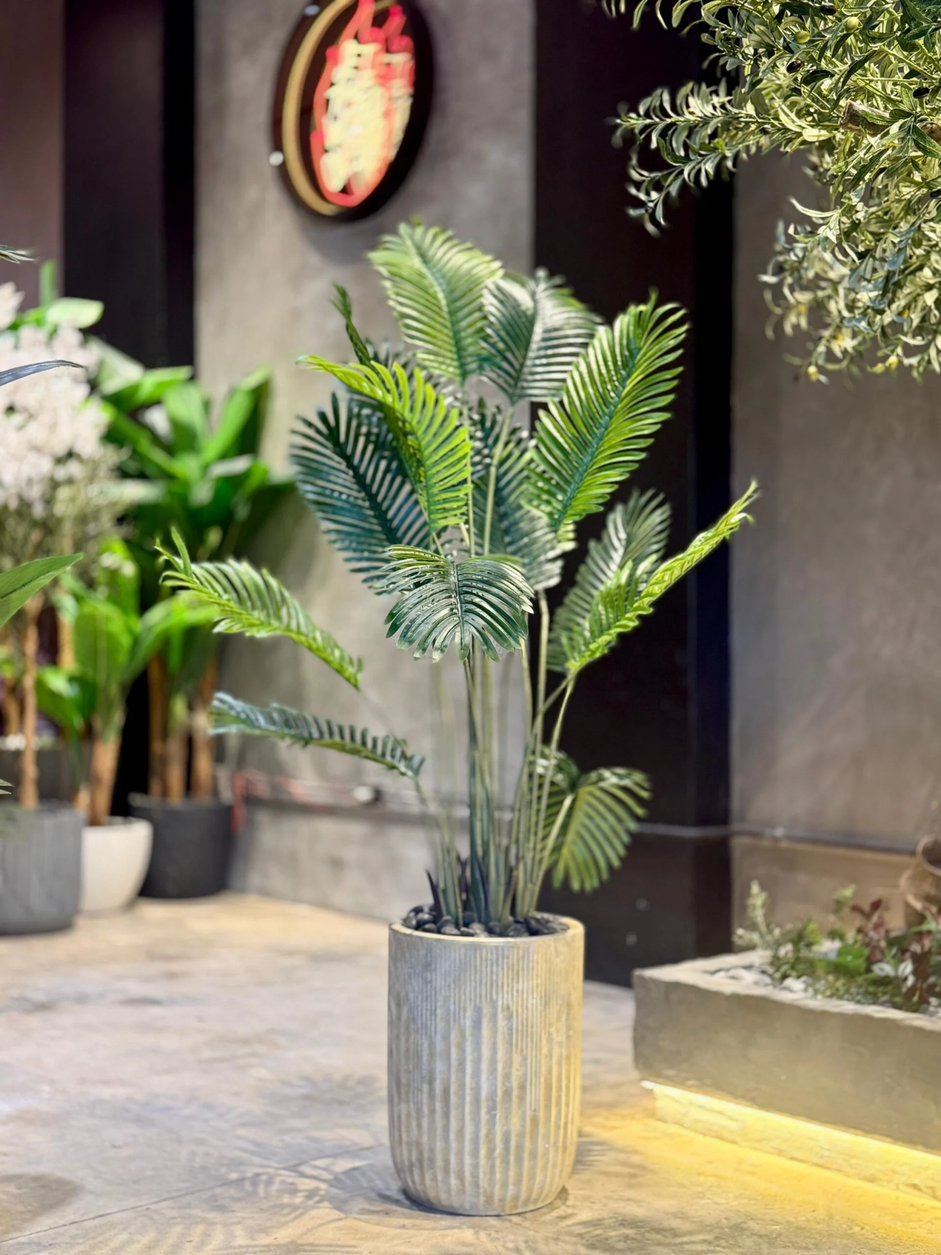 Areca 140 cm