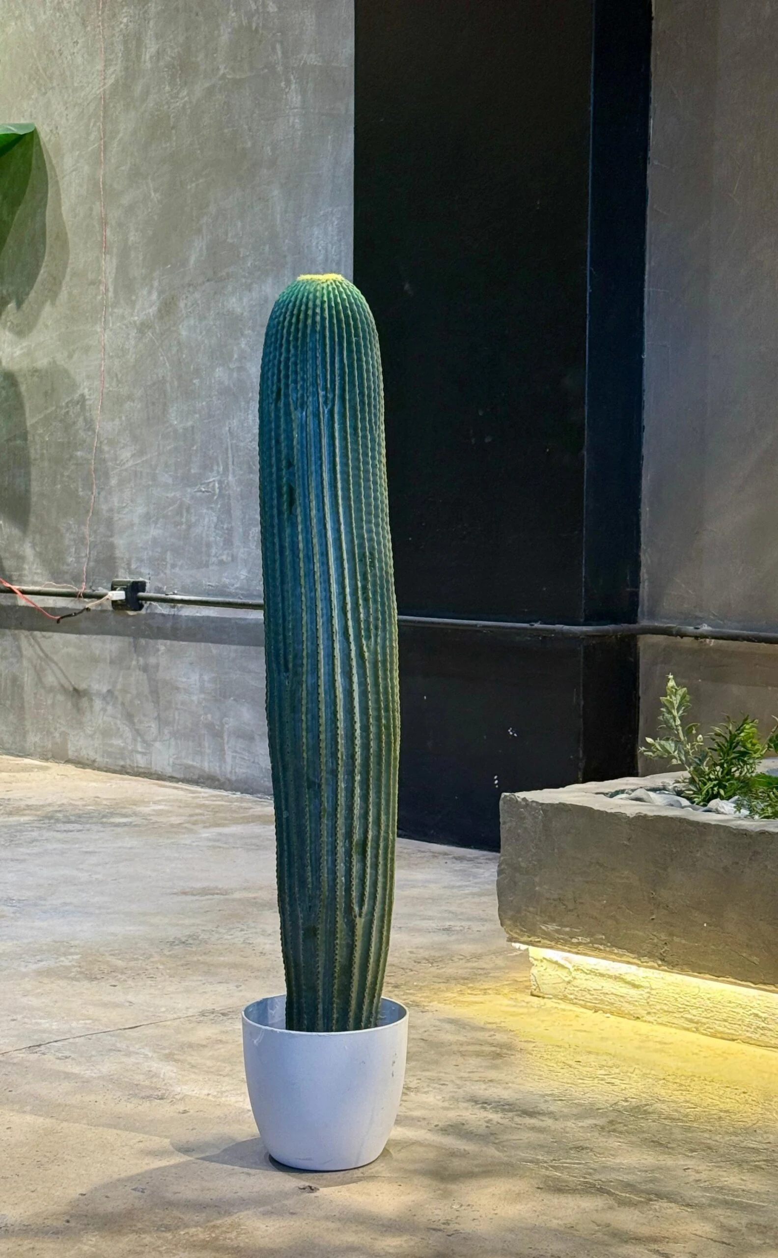 Cactus 90 cm