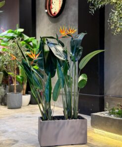 Birds of Paradise with birds (🚫without pot)