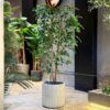 Ficus Benjamina 170 cm