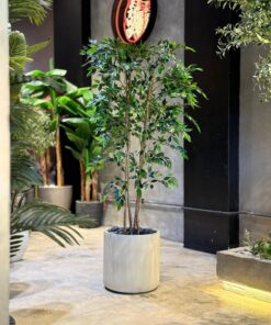 Ficus Benjamina 170 cm