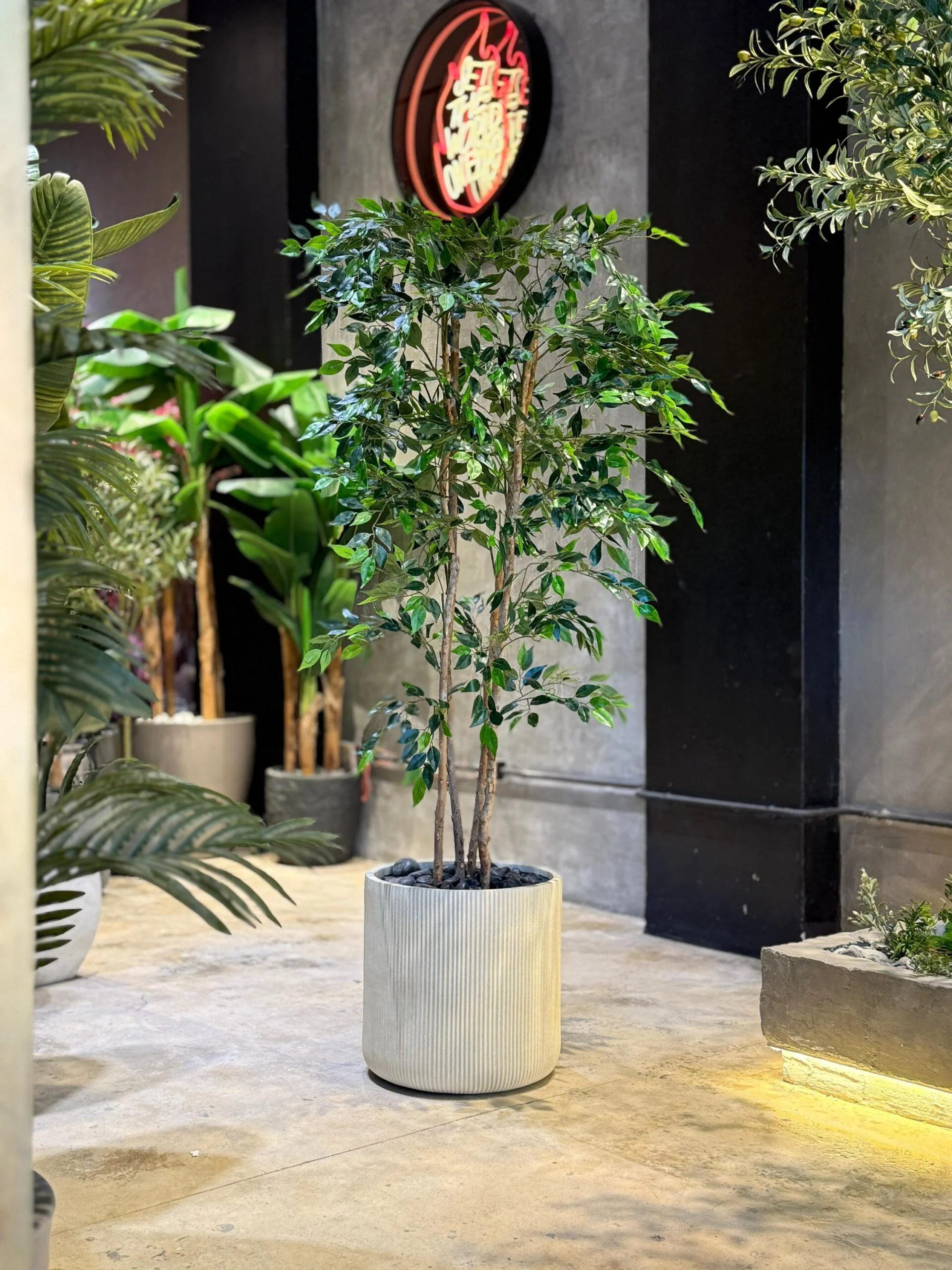 Ficus Benjamina 170 cm