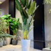 Traveller's Palm 220 cm