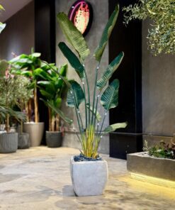 Traveller's Palm 160 cm