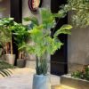 Areca 180 cm (🚫 without pot)