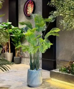 Areca 180 cm