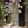 Jacaranda Tree 200 cm lilac