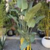 Traveller's Palm 180 cm