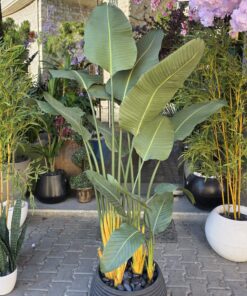 Traveller's Palm 180 cm