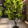 Ficus Lyrata à 2 troncs 170 cm