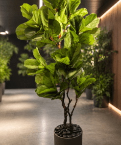 Ficus Lyrata 170 cm 2 trunks (🚫without pot)