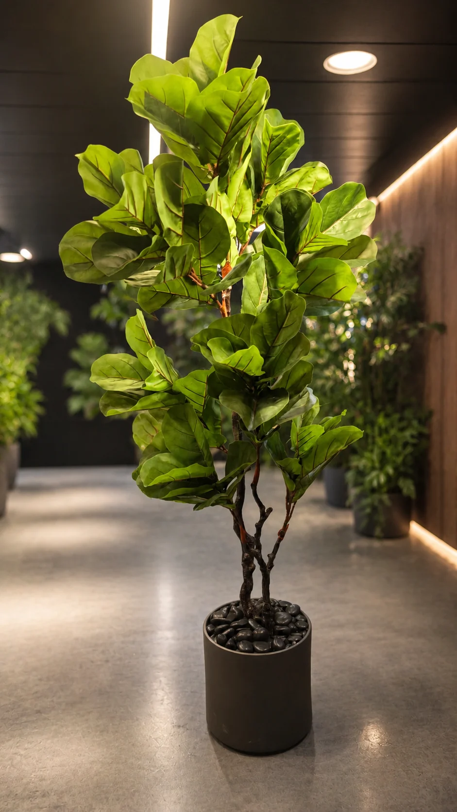 Ficus Lyrata à 2 troncs 170 cm