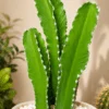 Ensemble de 3 Cactus 50 cm