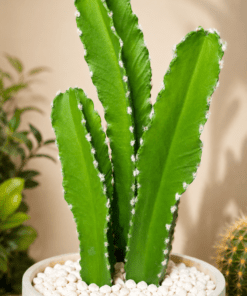 Cactus set of three 50 cm (🚫without pot)