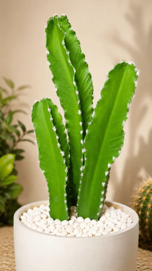 Ensemble de 3 Cactus 50 cm