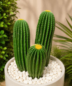 Cactus set of three 30 cm (🚫without pot)